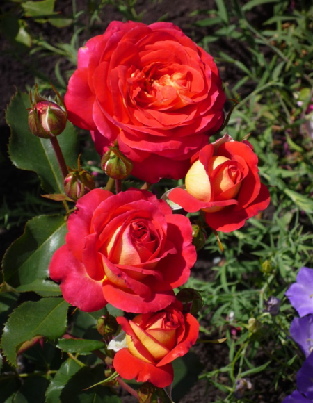 Роза флорибунда Мидсаммер 1 шт 700₽