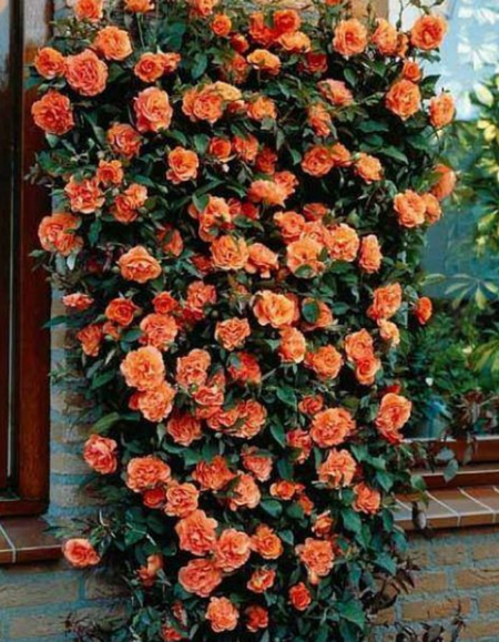 Роза плетистая Метанойя 1 шт 469₽