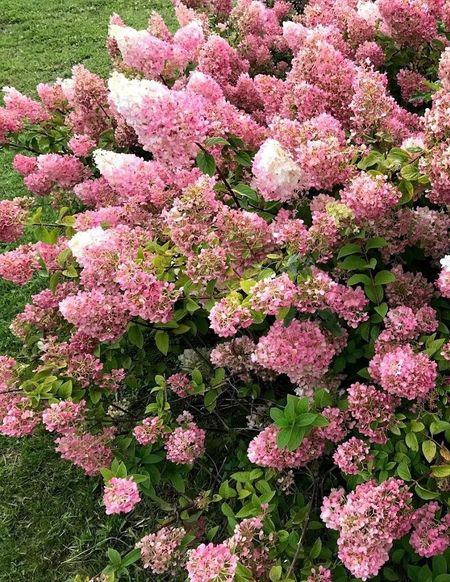 Гортензия метельчатая Конфетти 1 шт Р9 599₽