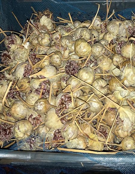 Бульбочки чеснока Добрыня 100 груп ЭЛИТА 395₽