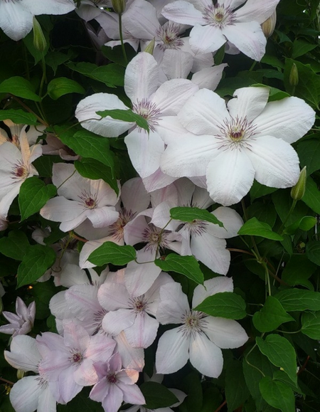 Клематис Иоанн Павел II 1 шт Р9 599₽