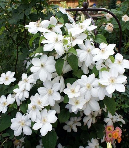 Клематис Ежи Попелушко 1 шт Р9 549₽