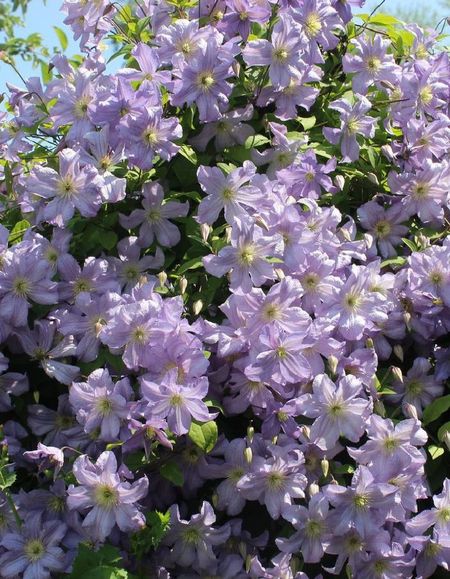 Клематис Принц Чарльз 1 шт Р9 599₽