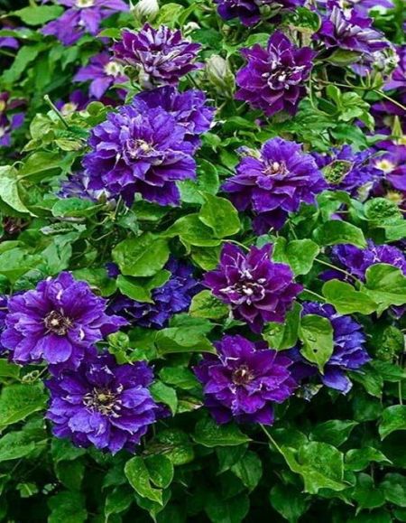 Клематис Шин Шигоку 1 шт Р9 399₽