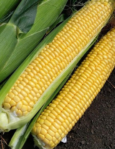 Кукуруза Свит Сириус F1 Agri Saaten10шт цвп 44₽