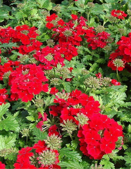 Вербена Кварц Скарлетт PanAmerican Seed 10 шт 99₽