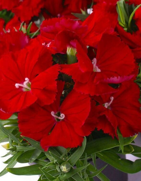 Гвоздика китайская Диана F1 Скарлет Hemgenetics 8 шт 49₽