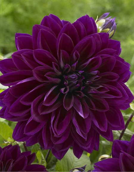 Георгина Фигаро гибридная фиолетовая PanAmerican Seed 10 шт 69₽