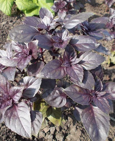 Базилик овощной Гранада Greentime 1 гр цвп 69₽