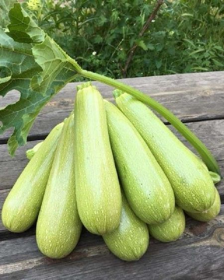 Кабачок Марьян F1 Greentime 5шт цвп 59₽