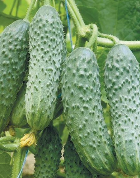 Огурец Сигурд F1 Enza Zaden 7шт цвп 89₽