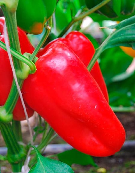 Перец сладкий Раннее чудо F1 Семко Юниор 5 шт цвп 129₽