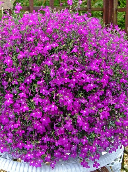 Лобелия компактная Ривьера Роуз PanAmerican Seed 10 др 33₽