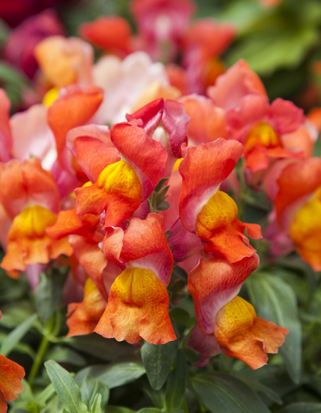 Львиный зев Чаппи F1 Оранжевый с жёлтым Hemgenetics 10 шт 29₽