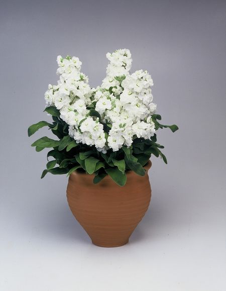 Маттиола Синдерелла Белая Takii Seed10 шт 39₽