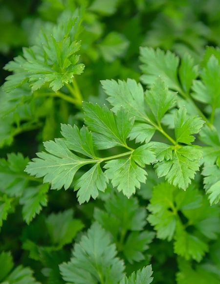 Петрушка листовая Риалто Bejo Zaden 2 гр цвп 39₽