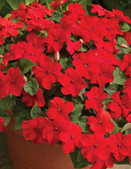 Бальзамин Уоллера Маячок F1 Красное Солнце PanAmerican Seed 10 шт 79₽