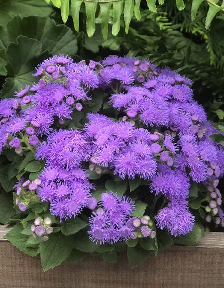 Агератум Алоха Блю Hemgenetics 50др 129₽