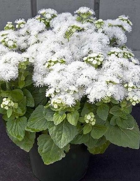 Агератум Алоха Вайт Hemgenetics 50 др 129₽