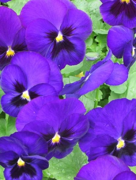 Виола крупноцв Пауэр Дип Блю виз Блотч Sakata 50 шт 229₽