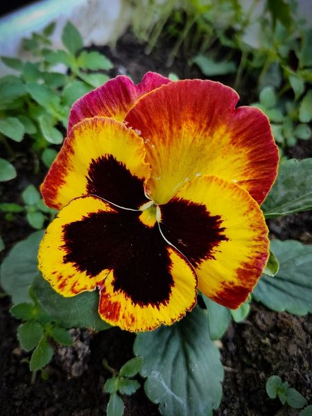 Виола крупноцв Пауэр Файр Sakata 50 шт 229₽