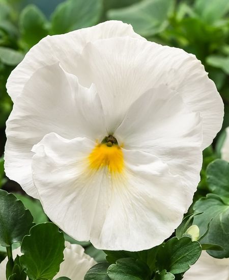 Виола крупноцв Пауэр Клеа Вайт Sakata 50 шт 229₽