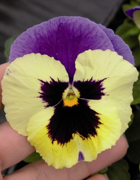 Виола крупноцв Пауэр Марина Sakata 50 шт 229₽