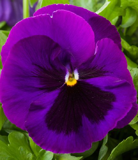 Виола крупноцв Пауэр Парпл виз Блотч Sakata 50 шт 229₽