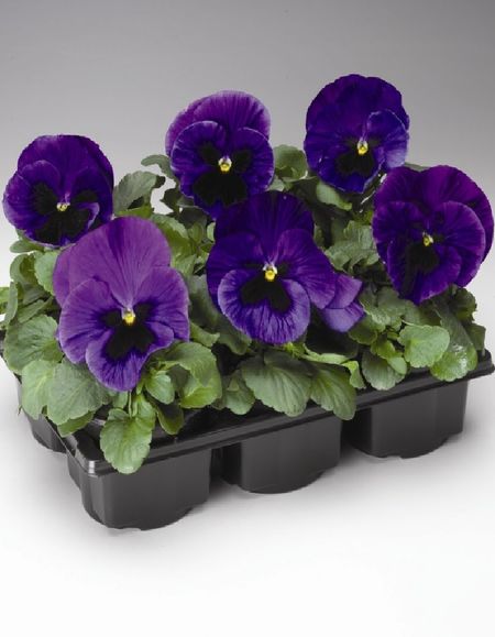 Виола крупноцв Пауэр Блю Джинс Sakata 50 шт 229₽