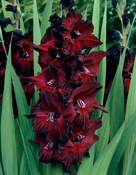 Гладиолус Таинство ночи 1 уп 3 шт 239₽