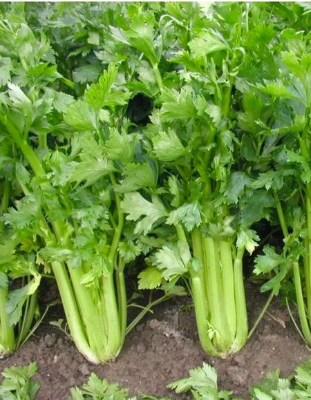 Сельдерей черешковый Танго 003 гр цвп Bejo Zaden 99₽