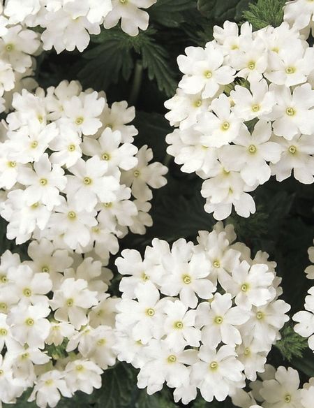 Вербена Кварц Вайт PanAmerican Seed 50 шт цвп 189₽