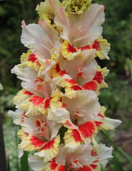 Гладиолус Дыхание Лета 1 уп 3 шт 289₽