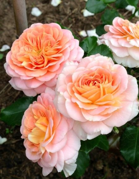 Роза кустарниковая Концерто 94 1 шт 700₽