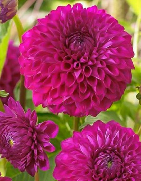 Георгина Бум Бум Пурпл 1 шт 369₽