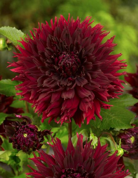 Георгина Кенора Макоб 1 шт 625₽