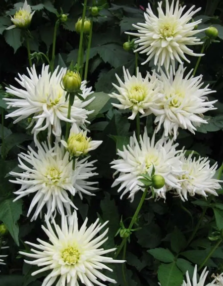 Георгина Плайя бланка 1 шт 499₽