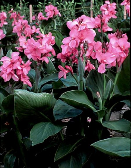 Канна Афродита 1 шт 219₽