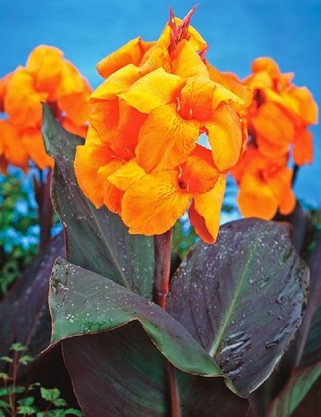 Канна Вайоминг 1 шт 449₽