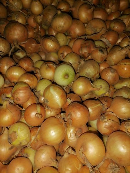 Лук репчатый Выборок на зелень 1 кг 45₽