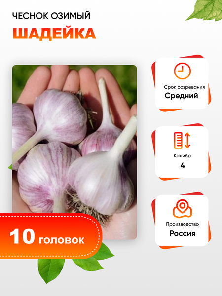 Чеснок Шадейка 1 уп 10 головок калибр 4 339₽
