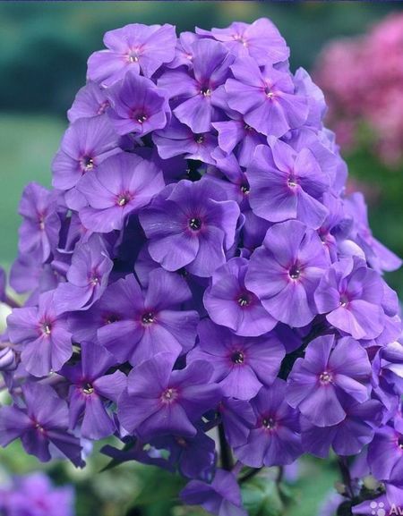 Флокс Аметист 1 шт Р9 289₽