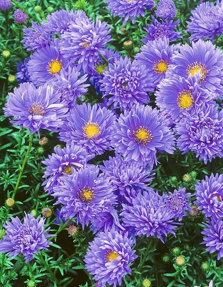 Астра Мари Баллард 1 шт Р9 369₽