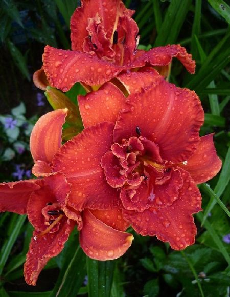 Лилейник Мозес Фаер 1 шт Р9 529₽