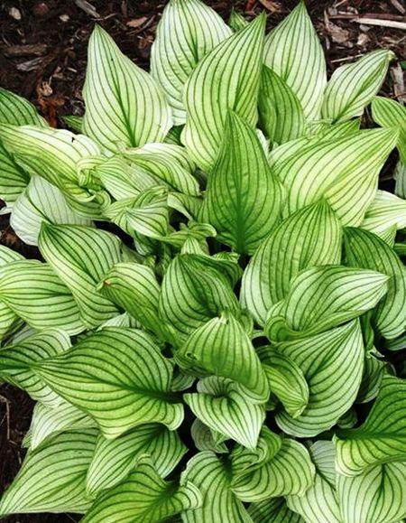 Хоста Зебра Страйпс 1 шт Р9 1099₽