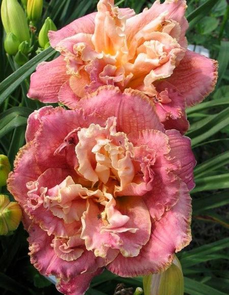 Лилейник Овер Зе Топ 1 шт Р9 699₽