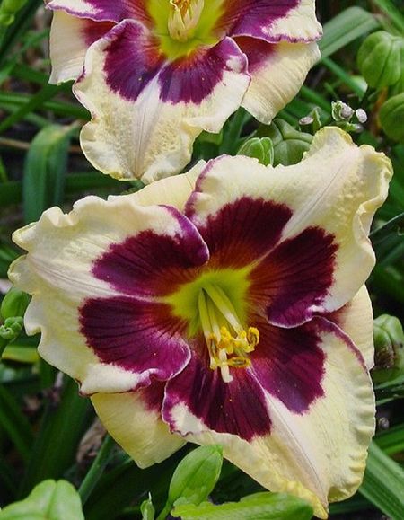 Лилейник Селебрейшен оф Эйнджелс 1 шт Р9 569₽