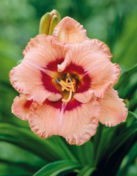 Лилейник Тру Грит 1 шт Р9 499₽