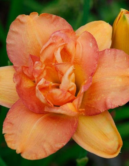 Лилейник Франсис Джойнер 1 шт Р9 569₽