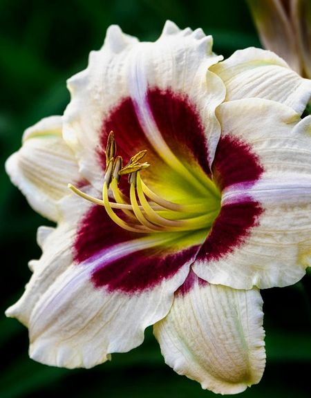 Лилейник Ящик Пандоры 1 шт Р9 499₽